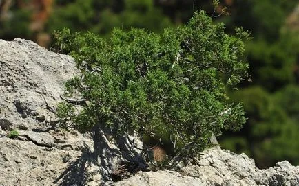 plantare și îngrijire Juniper