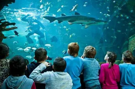 Москва Oceanarium ENEA описание, график за работа и отзиви на клиенти