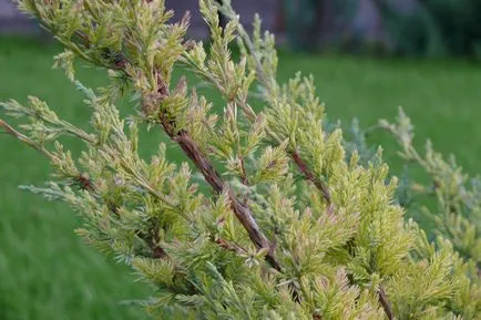 Juniper засаждане и грижи