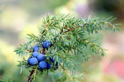 Juniper ültetés és gondozás