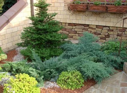 plantare și îngrijire Juniper