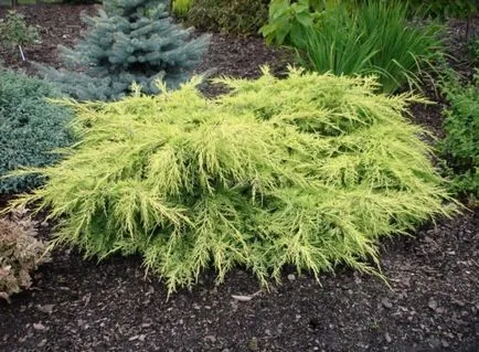 plantare și îngrijire Juniper