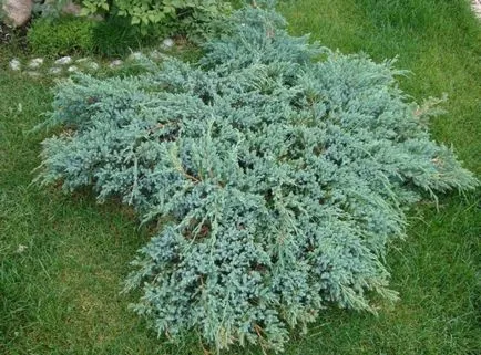 Juniper засаждане и грижи