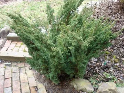 Juniper засаждане и грижи