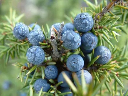 Juniper засаждане и грижи