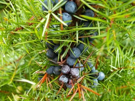 Descriere pădure Juniper, plantare și întreținere, foto