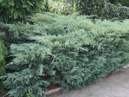 Juniper засаждане и грижи