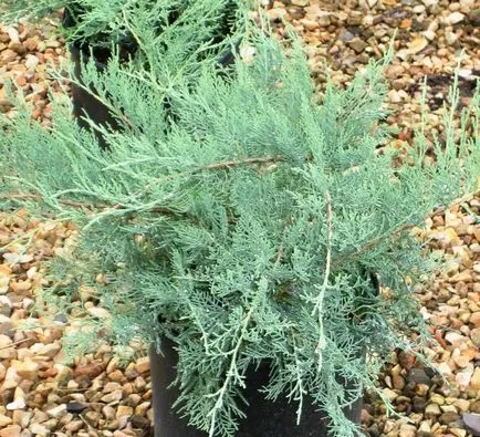 plantare și îngrijire Juniper