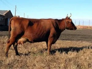 Carne de lapte din rasa de vaci în greutate de carne pură