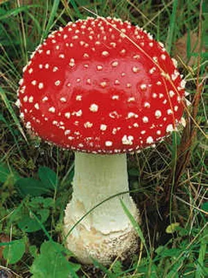 Amanita tsezarsky (regal) fotografii de ciuperci comestibile, proprietăți medicinale, și fapte interesante despre webcam!