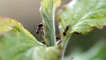 Furnicile pe mere cum să scape și de ce să facă - a proteja meri de furnici