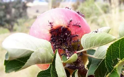 Furnicile pe mere cum să scape și de ce să facă - a proteja meri de furnici