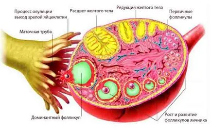 Multifollikulyarnye ovare diagnostic, tratament