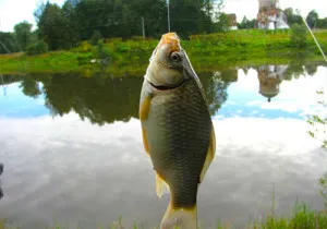 Csali a halászat számára ponty tavasszal, nyáron, ősszel és télen