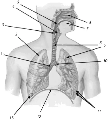 Un pic de informații despre anatomia si fiziologia sistemului respirator