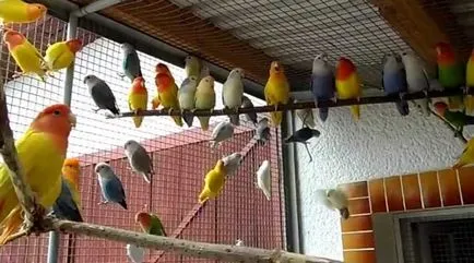 Lovebird papagáj ápolási és karbantartási fotókkal és videó