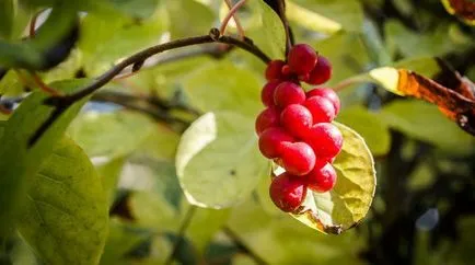 Тинктура Schisandra ползи и вреди, инструкции за употреба