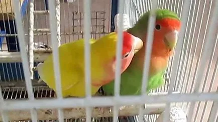 Lovebird papagáj ápolási és karbantartási fotókkal és videó