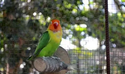 Lovebird papagáj ápolási és karbantartási fotókkal és videó