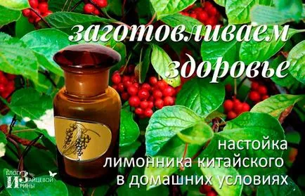 Настоянка лимонника китайського (лимонника) Настоянка лимонника китайського