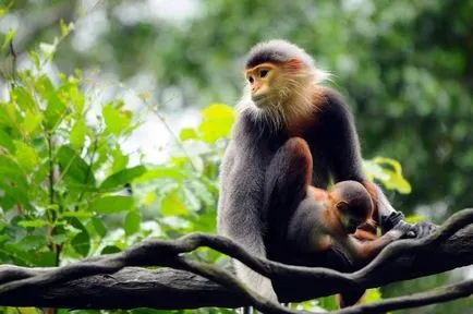 Немейските langurs и за разлика от подвида