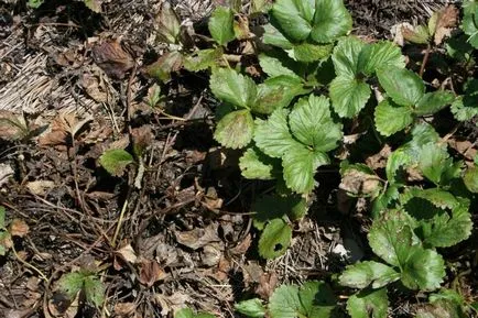 Nematode căpșunii