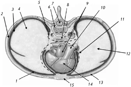 Un pic de informații despre anatomia si fiziologia sistemului respirator