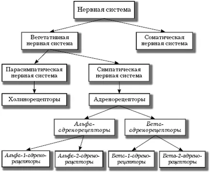 Малко информация за анатомията и физиологията на дихателната система