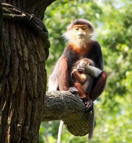 Немейските langurs и за разлика от подвида