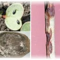 Редька користь і шкода рослини, редька чорна, біла і зелена