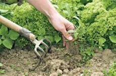 Редиска, посадка і догляд у відкритому грунті захист від хвороб (редиска) Редиска, посадка і догляд у відкритому грунті захист від хвороб