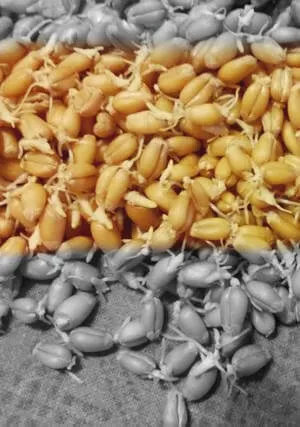 Рецепт бурбона, або самогон з кукурудзи в домашніх умовах (бурбона) Рецепт бурбона, або самогон з кукурудзи в домашніх умовах