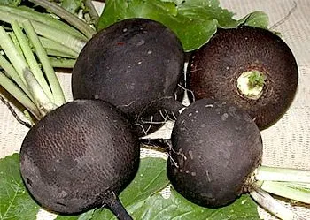 Редька - застосування в рецептах народної медицини (редька) Редька - застосування в рецептах народної медицини