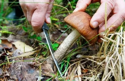 Рекомендації зі збору грибів (правильно збирати гриби) Рекомендації зі збору грибів