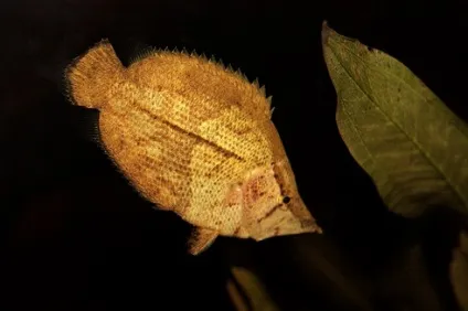 Річки басейну амазонки