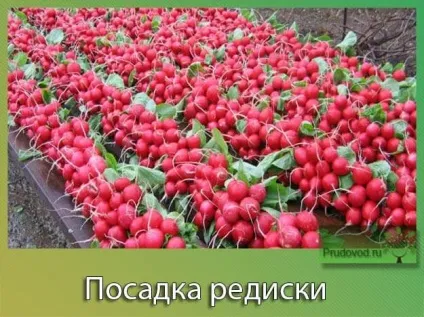 Редиска, посадка і догляд у відкритому грунті захист від хвороб (редиска) Редиска, посадка і догляд у відкритому грунті захист від хвороб