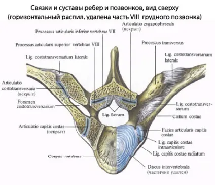 Ребра людини, анатомія ребер, будова, функції, картинки на eurolab (ребра картинки) Ребра людини, анатомія ребер, будова, функції, картинки на eurolab