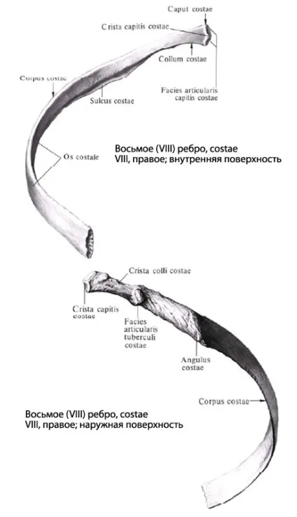 Ребра людини, анатомія ребер, будова, функції, картинки на eurolab (анатомія ребер) Ребра людини, анатомія ребер, будова, функції, картинки на eurolab