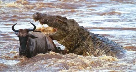 Nílusi krokodil - könyörtelen gyilkos