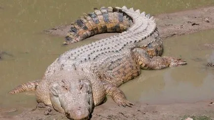 Nílusi krokodil - könyörtelen gyilkos