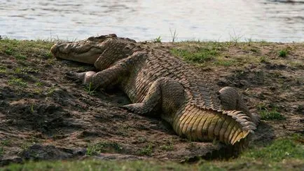 Nílusi krokodil - könyörtelen gyilkos