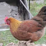 Преглед пиле порода velzumer специално произход, грижа и снимка