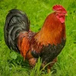 Преглед пиле порода velzumer специално произход, грижа и снимка