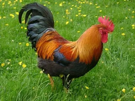 Áttekintés csirke fajta velzumer meghatározott eredetű, a gondozás és fotó
