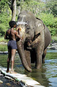A háziasítás elefántok, az emberi érintkezés