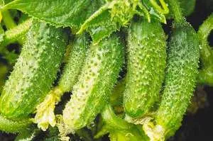Краставици за ецване и запазване на име и описание на най-добрите сортове на сол покритие краставици, рецензии