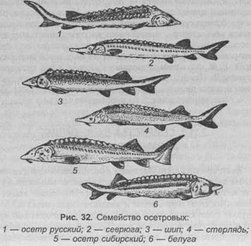 Преглед семейство есетра