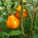 descrierea varietății de caracteristici de cultivare de tomate trufa