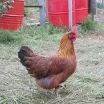 Описание порода пилета velzumer с красиви снимки на нейни представители