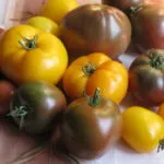 описание на разнообразието от домат трюфел функции култивиране